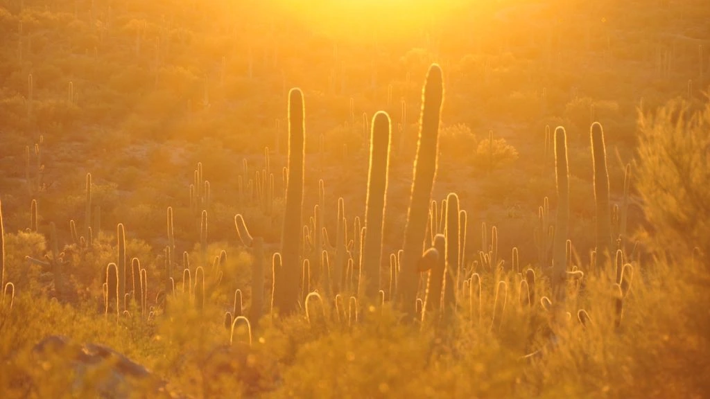 Phoenix Arizona desert with saguaro cacti at golden hour